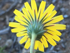 Malacothrix sonchoides