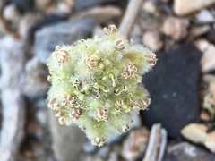 Cymopterus ripleyi saniculoides