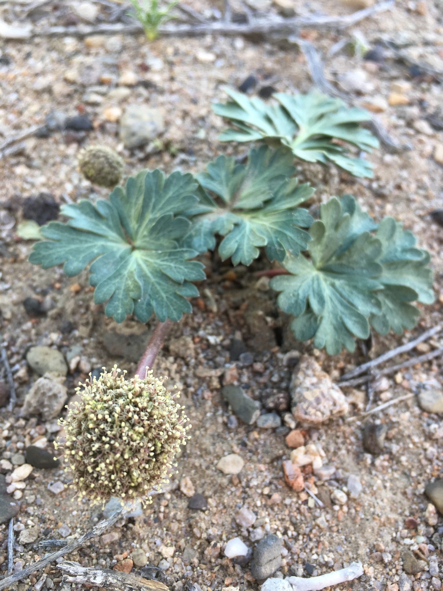 Cymopterus ripleyi