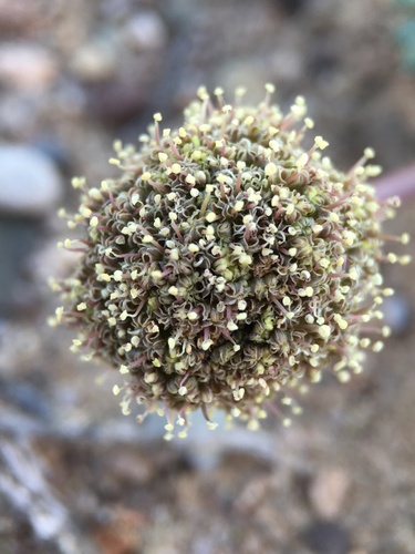 Image of Cymopterus ripleyi by (c) Matt Berger, some rights reserved (CC BY)