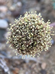 Cymopterus ripleyi saniculoides