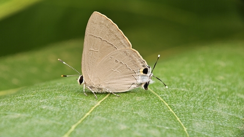 Common Red Flash