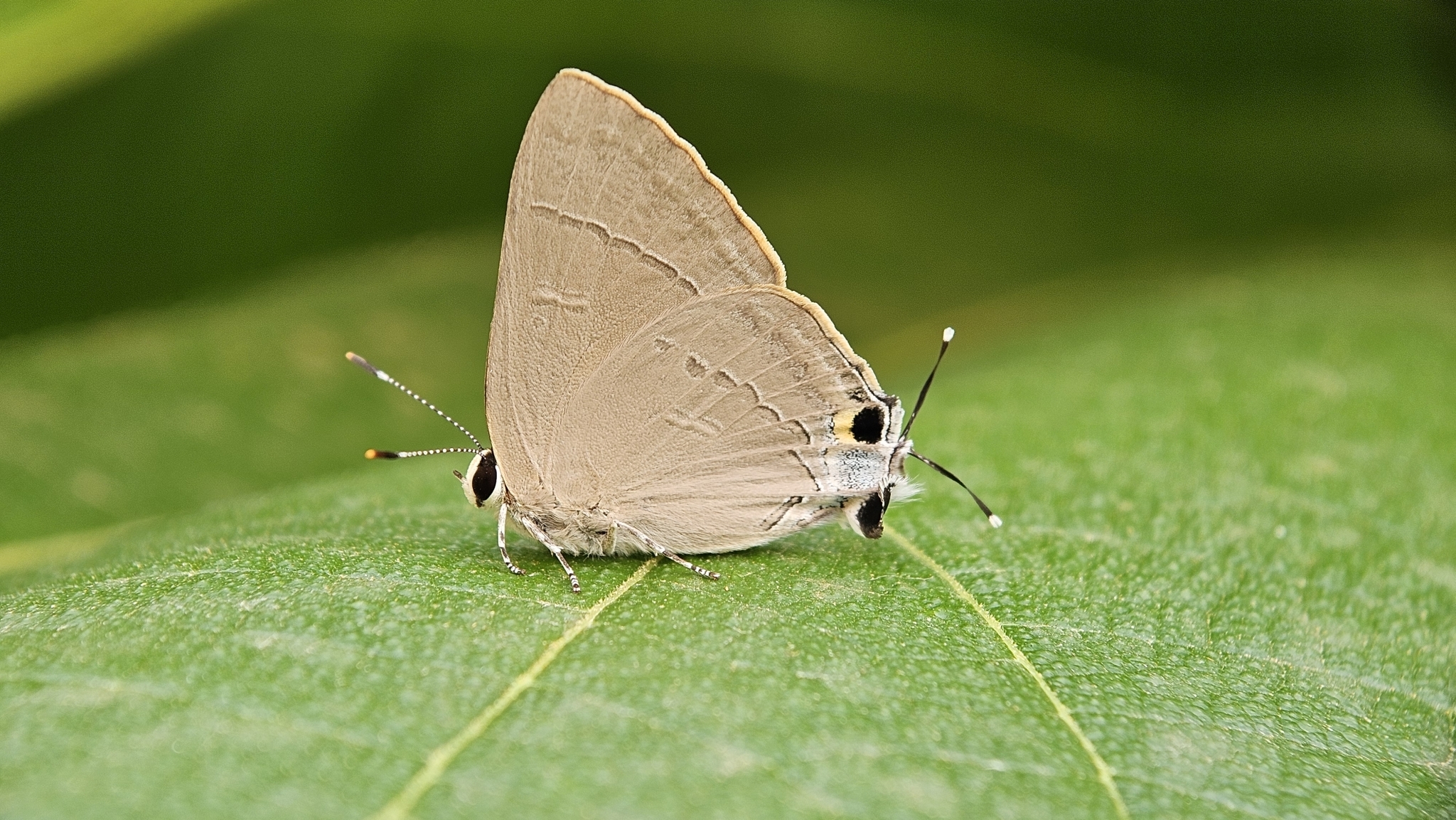 Common Red Flash