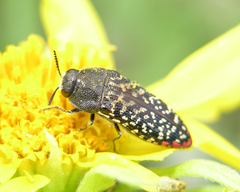 Acmaeodera haemorrhoa