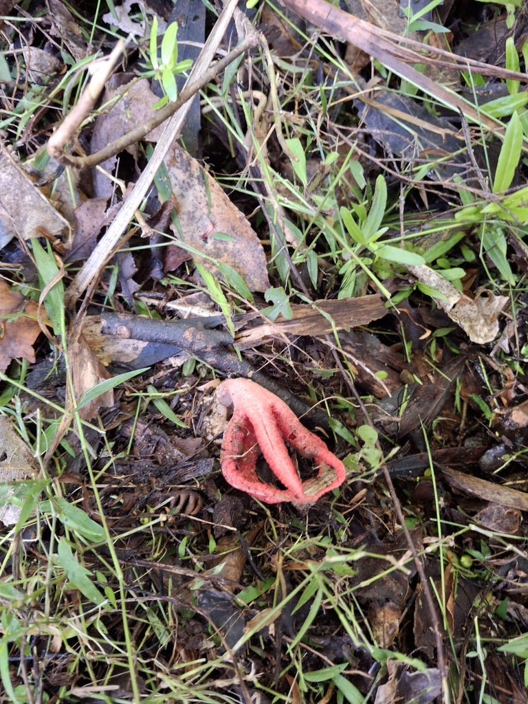 Clathrus archeri · May 2025 · photo: © clianthus (iNaturalist, cc-by)