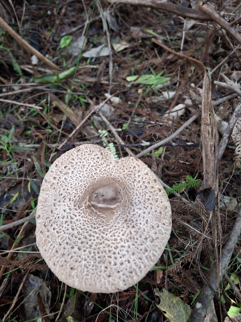 Macrolepiota clelandii · May 2025 · photo: © clianthus (iNaturalist, cc-by)