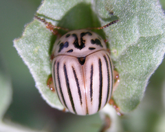 Leptinotarsa texana