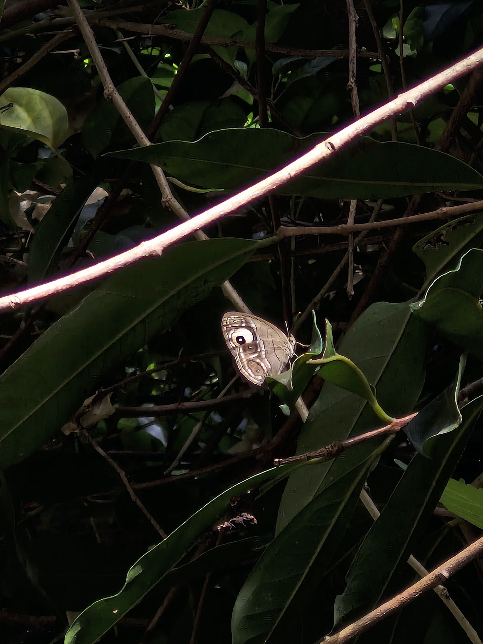 Malabar Glad-Eye Bushbrown