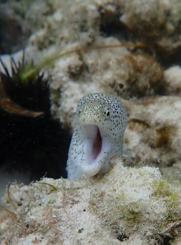 Bar-cheeked eel (Gymnothorax pictus) — Muraenidae — 5