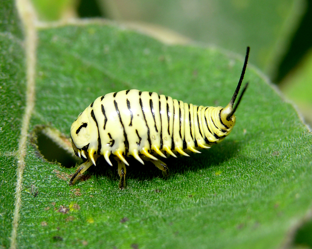 Wild Olive Tortoise Beetle