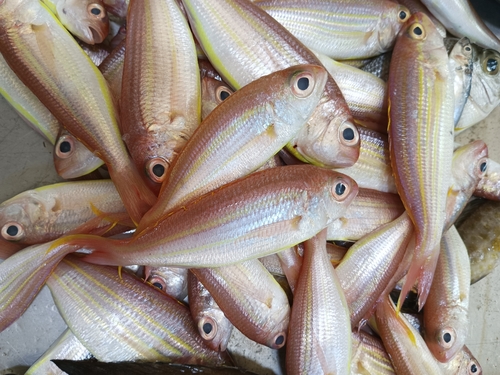 Threadfin bream (Nemipterus bathybius) — Nemipteridae — 5