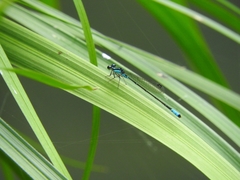 Acanthagrion quadratum