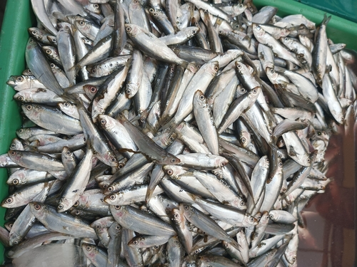 Freshwater sardinella (Sardinella tawilis) — Clupeidae