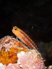 Comical Blenny photo 5