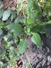 Acalypha mexicana