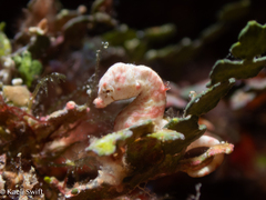 Coleman's Pygmy Seahorse photo 2