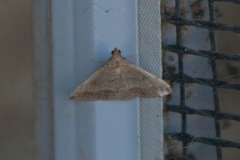 Tetanolita palligera