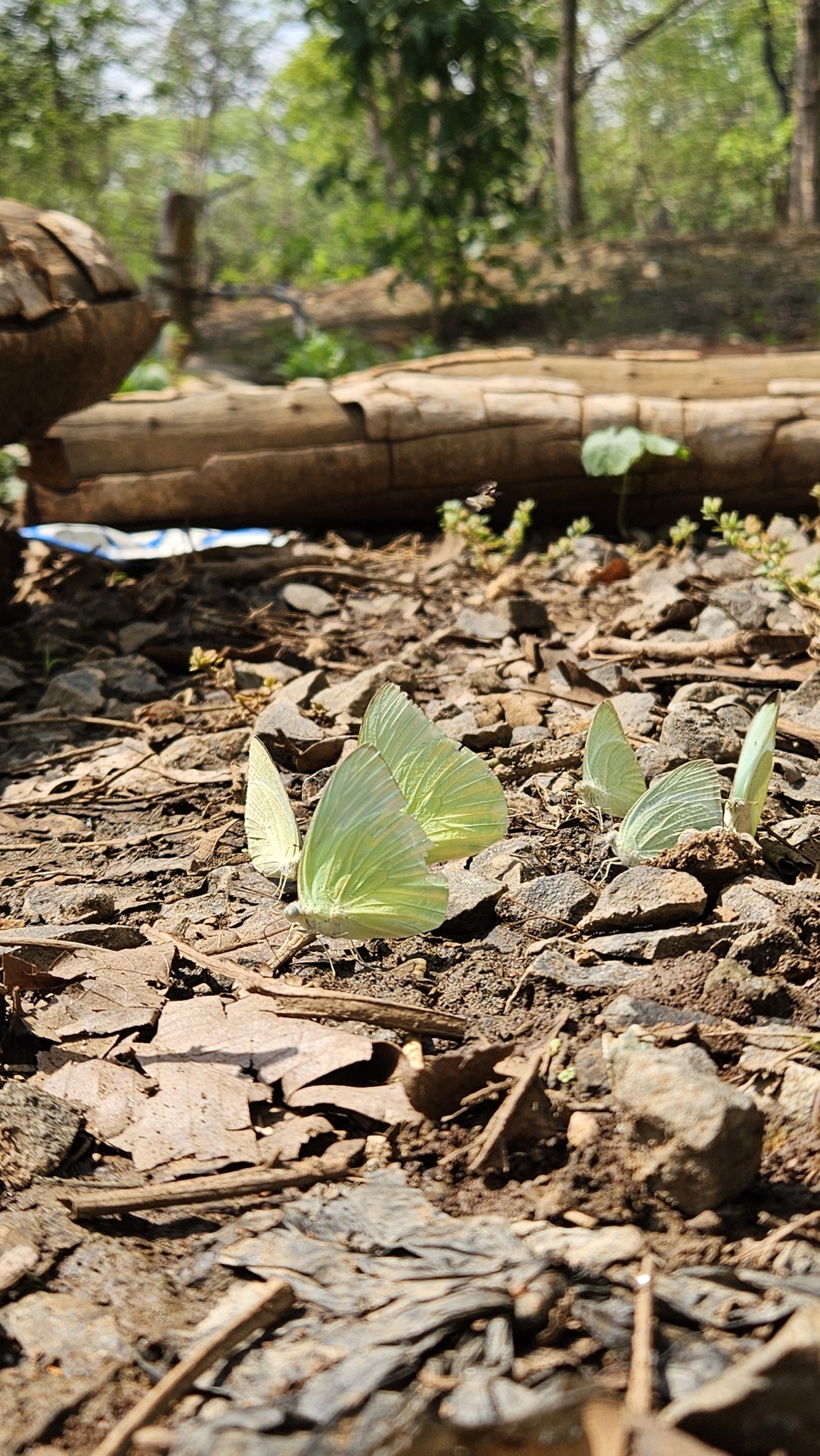 Lemon Emigrant