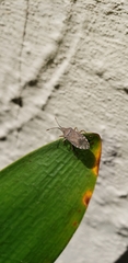 Coreinae