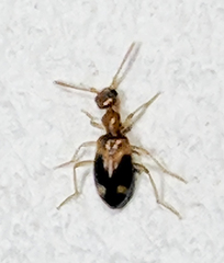 Stricticomus tobias