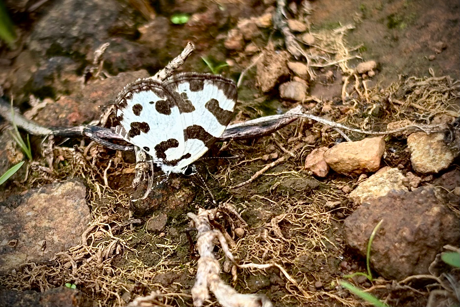 Angled Pierrot