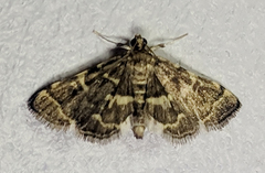 Anageshna
