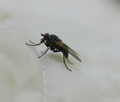 Symphoromyia