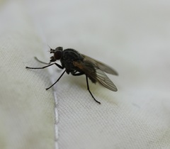 Symphoromyia