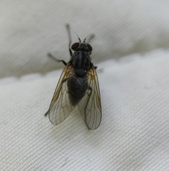 Symphoromyia