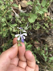 Trichostema arizonicum