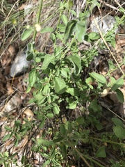 Trichostema arizonicum