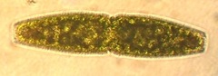 Pleurotaenium truncatum