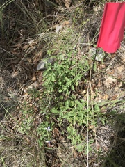 Trichostema arizonicum