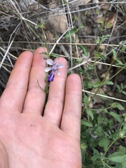 Trichostema arizonicum