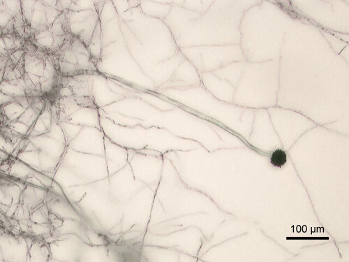 Black Mold