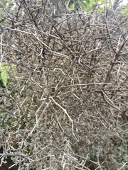 Coprosma propinqua