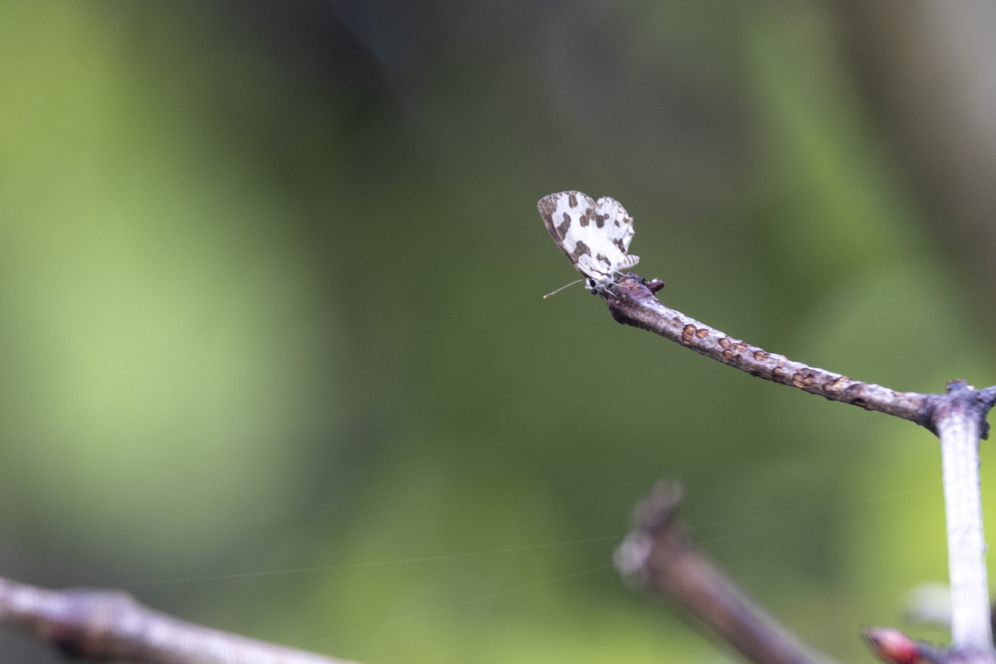 Angled Pierrot