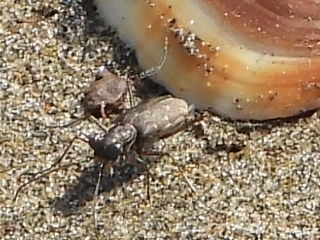 Microthylax sinaloae