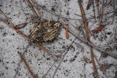 Gopherus polyphemus