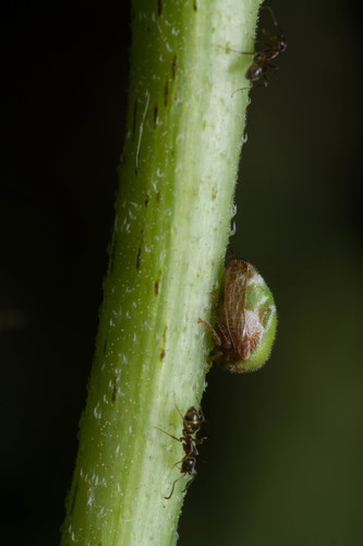 Membracidae