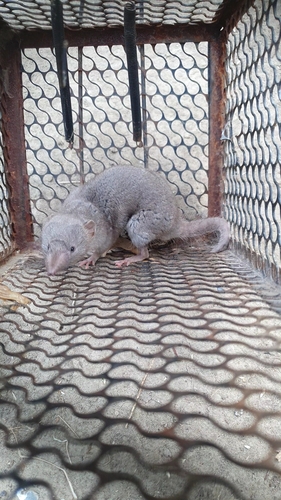 Asian House Shrew