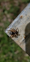 Aphirape misionensis