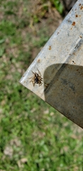 Aphirape misionensis