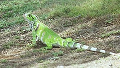Iguana iguana