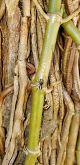 Aphirape misionensis
