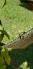 Aphirape misionensis