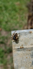 Aphirape misionensis