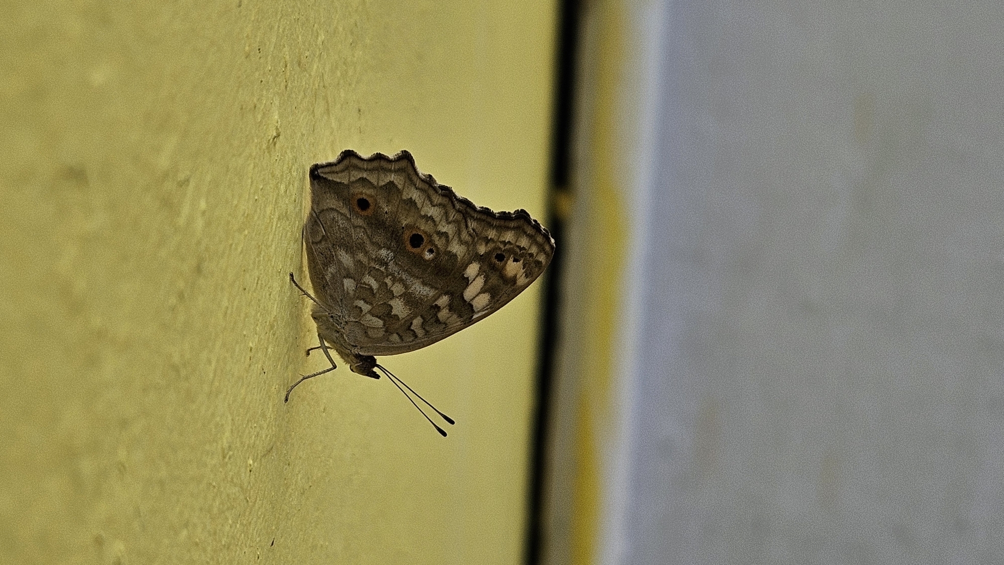 Lemon Pansy