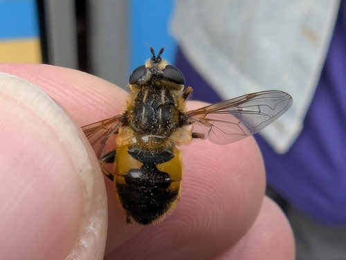 Yellow-margined Marsh Fly photo 5