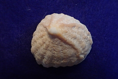 Crucibulum scutellatum
